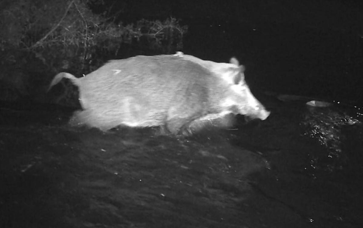 El senglar apareix de forma regular prop de les zones més urbanitzades