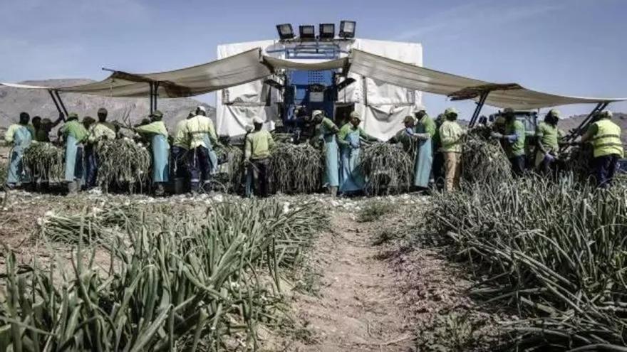 Así es el proveedor alicantino de cebollas de Mercadona: más de 18 millones en ventas y una media de 220 trabajadores