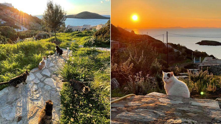 Se busca &quot;acariciador de gatos&quot; en una isla de Grecia a cambio de vivienda gratis y un sueldo de 530 euros.