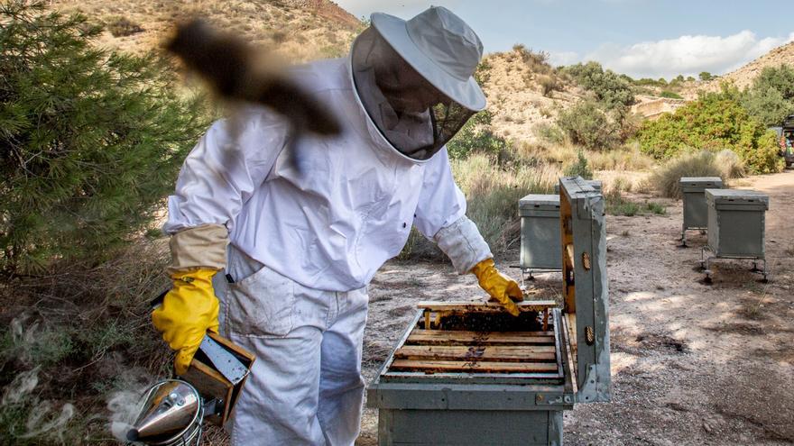 Las colmenas se asfixian por el calor y la sequía: la producción