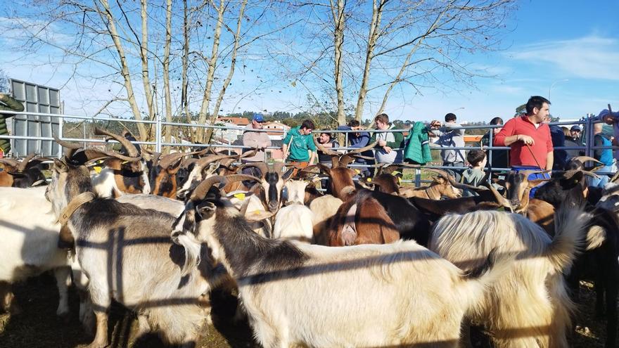 Éxito de participación y ventas en la Feria de Santa Lucía de Posada de Llanes
