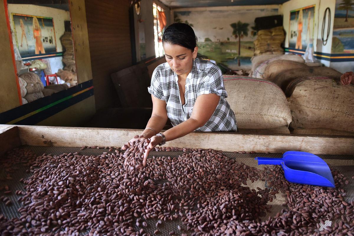 Desde hace diez años en Guerima, Colombia, los árboles de cacao reemplazan a los arbustos de coca en este departamento del tamaño de Guatemala, fronterizo con Venezuela. Está lejos de la bonanza que trajo el ingrediente principal de la cocaína, pero se ha convertido en una fuente estable de ingresos.