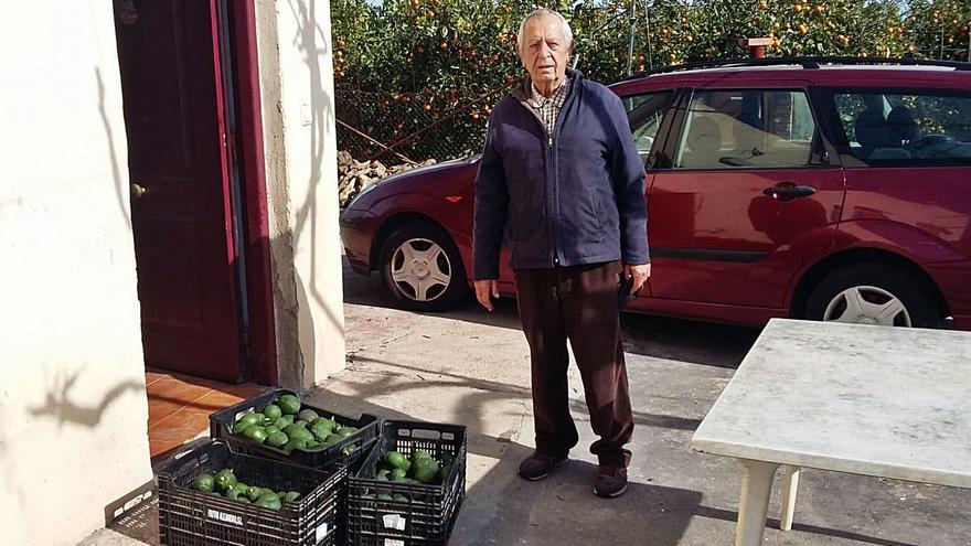 Vicente Peiró con aguacates que rescató cuando auyuentó a los ladrones de su huerto. | LEVANTE-EMV
