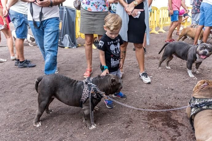 II Feria de Mascotas en Maspalomas