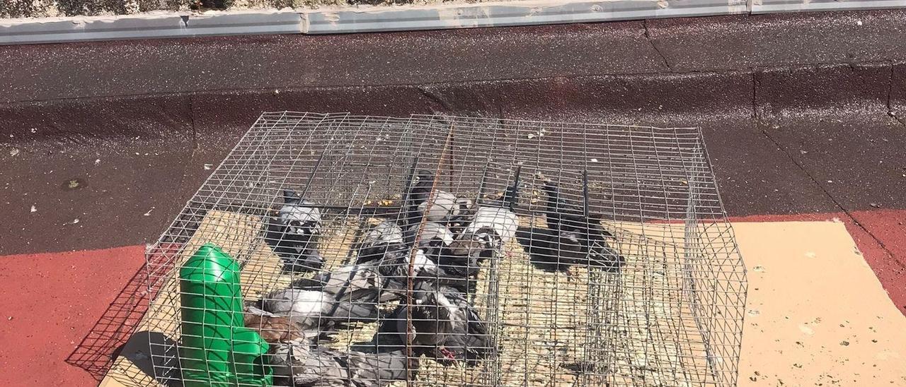 Imagen de las palomas en una jaula, la mayoría muertas.