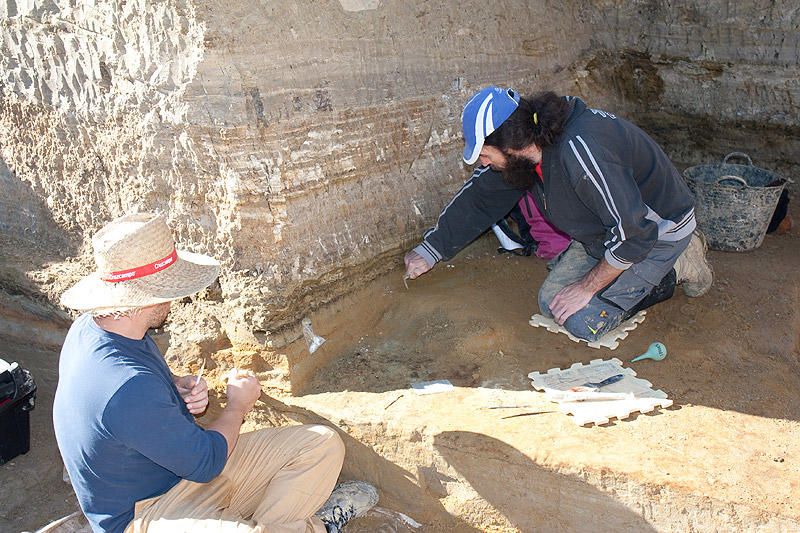 Els arqueòlegs troben un esquelet de tortuga i empremtes de fulles al Camp dels Ninots