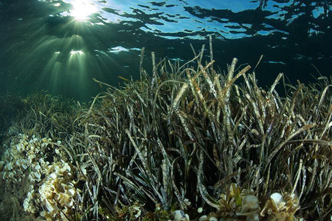 La planta llamada posidonia