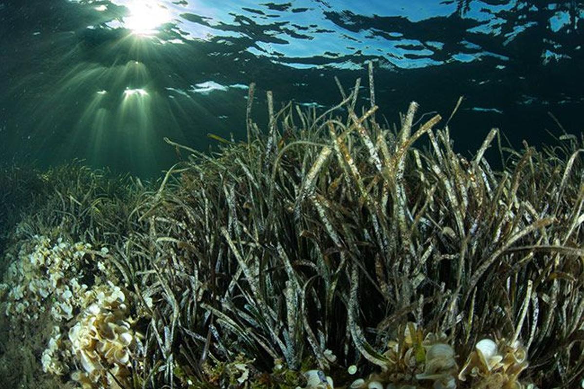 La planta llamada posidonia