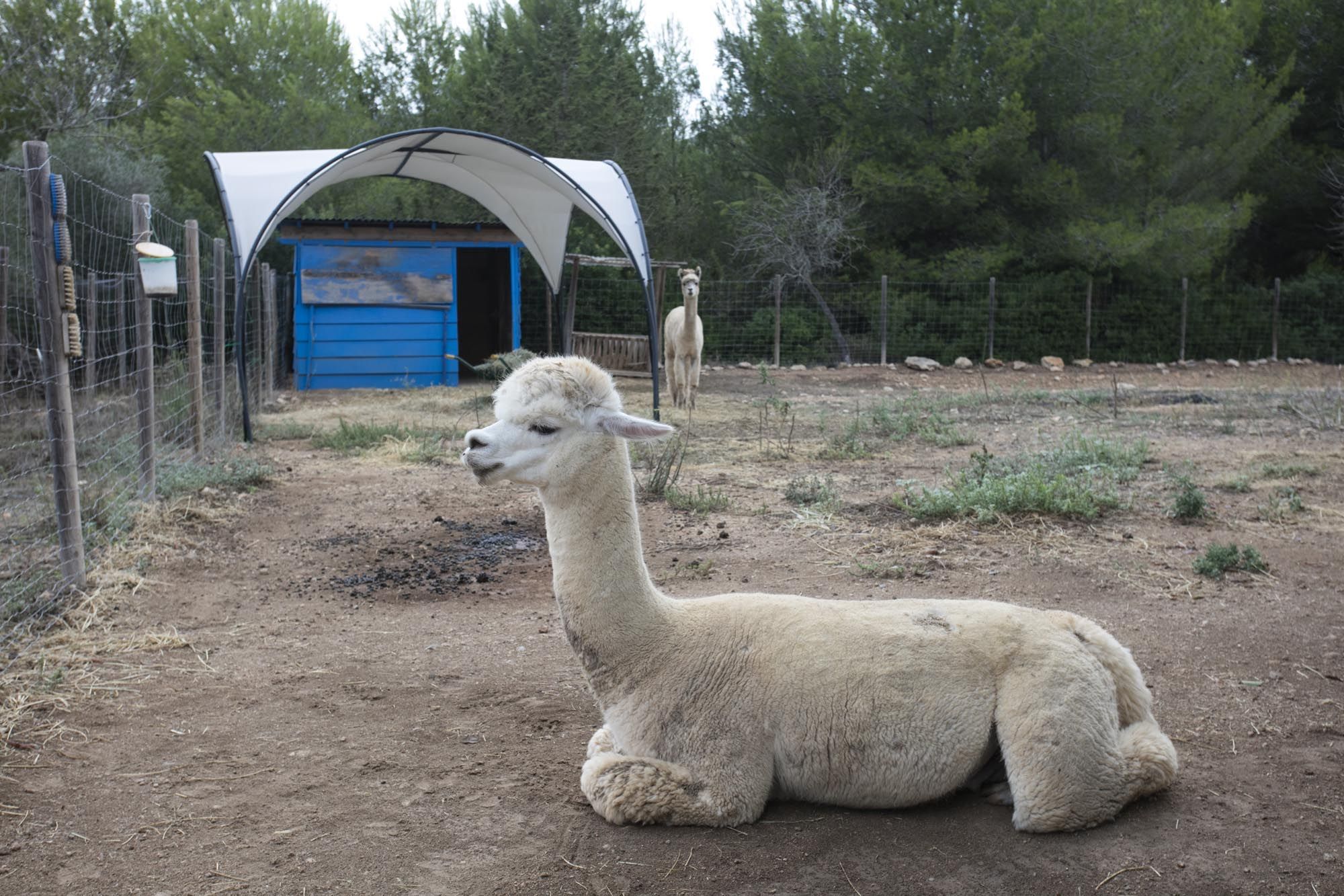 Granja de alpacas en Ibiza