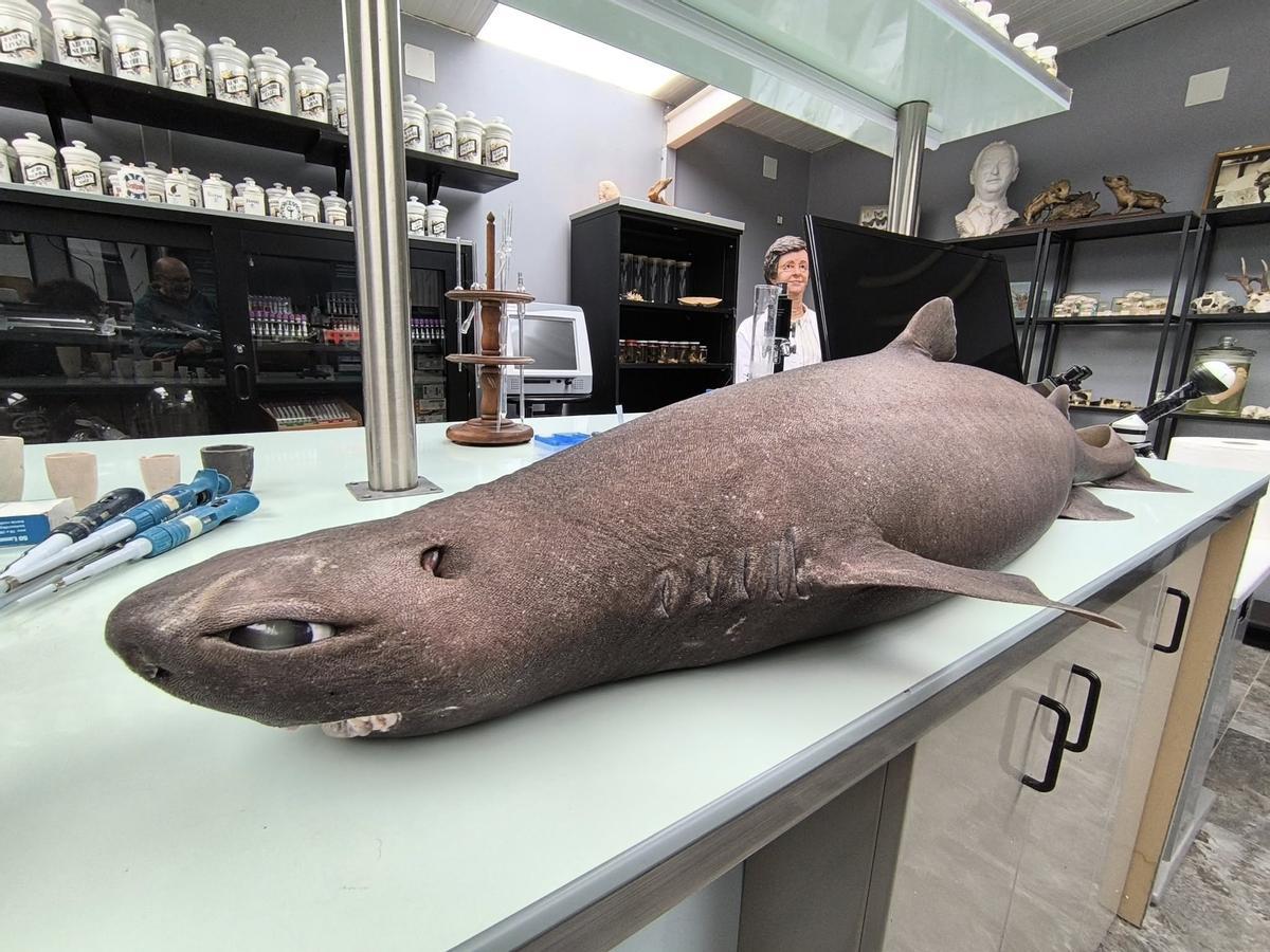 El ejemplar, en el Parque de la Vida, donde se le hará la necropsia.