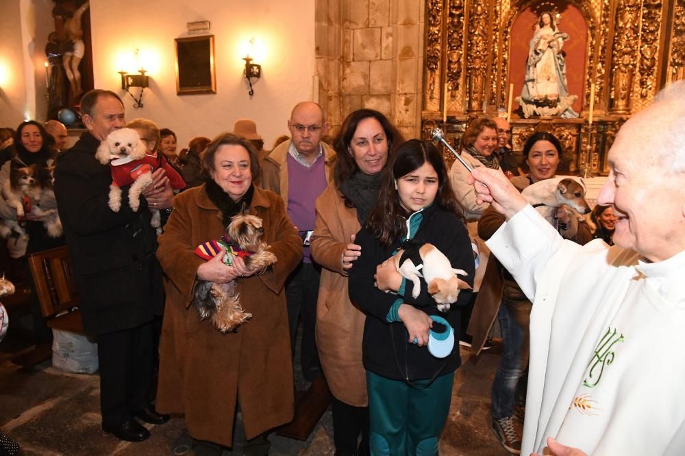 Bendición de mascotas en A Coruña