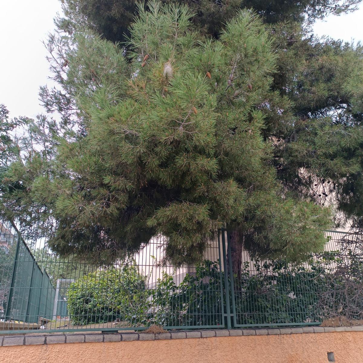 Uno de los pinos de la escuela de adultos de Alicante, con bolsas de procesionaria