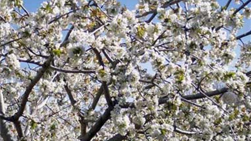 El Gobierno declara de Interés Turístico Nacional la Fiesta del Cerezo en Flor