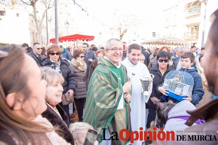 Bendición de animales en Caravaca