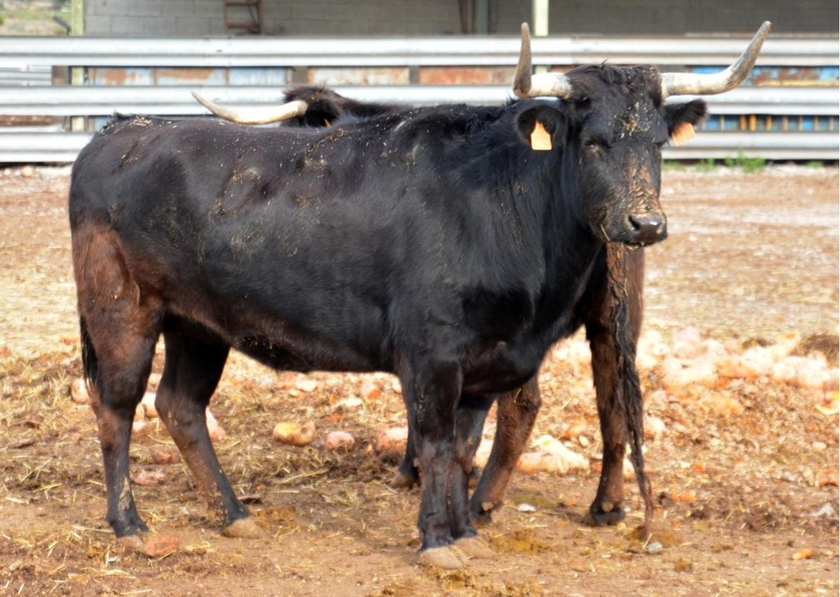 La ganadería de Fernando Machancoses resiste al coronavirus pese a no tener ingresos