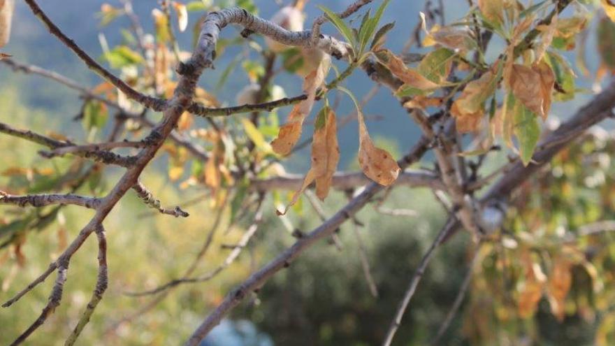 Almendro atacado por la bacteria