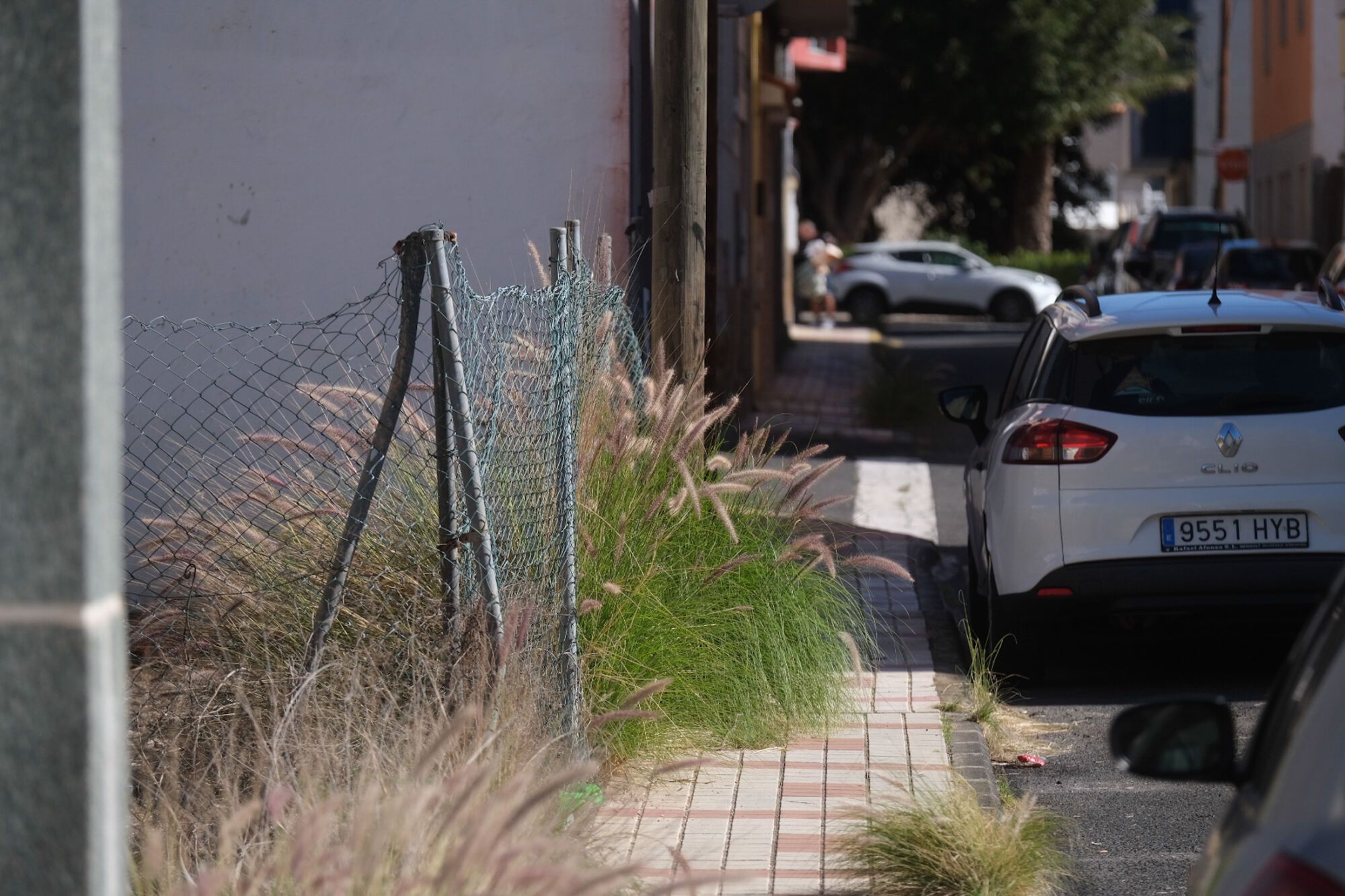 Rabo de gato en el barrio de Los Giles, en Las Palmas de Gran Canaria