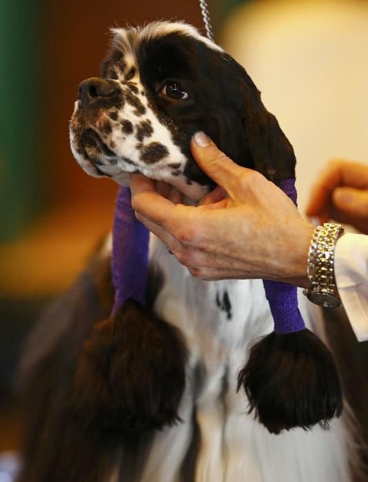 Les imatges més divertides del Crufts Dog Show