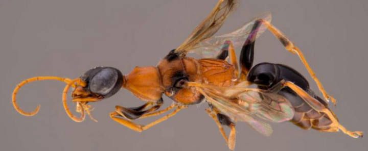 Los tesoros naturales ocultos del Gran Mekong