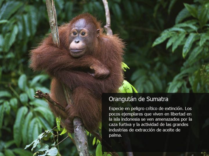 orangutan.jpg