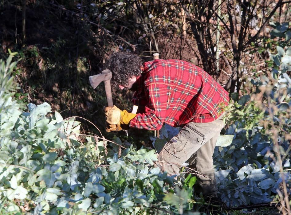 La Comunidad de Montes de Coruxo, que, en colaboración con las brigadas deseucaliptizadoras de Verdegaia, organizaron una jornada de voluntariado para liberar de eucaliptos el regato de O Pontón.