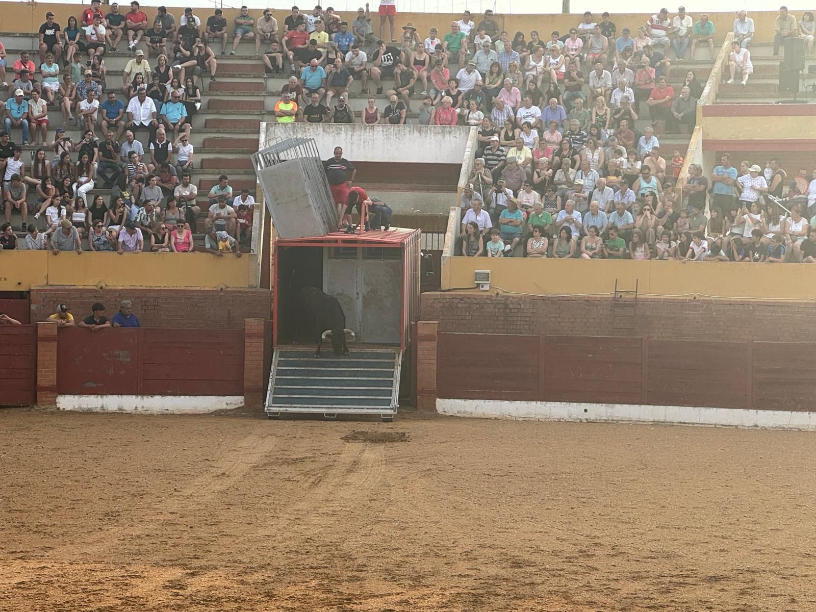 GALERÍA | Presentación de los toros de las fiestas de Fuentesaúco