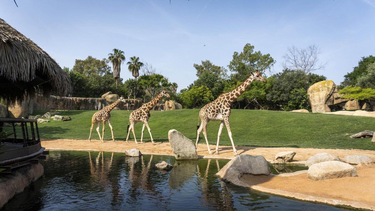 Jirafas recorriendo la sabana africana de Bioparc Valencia