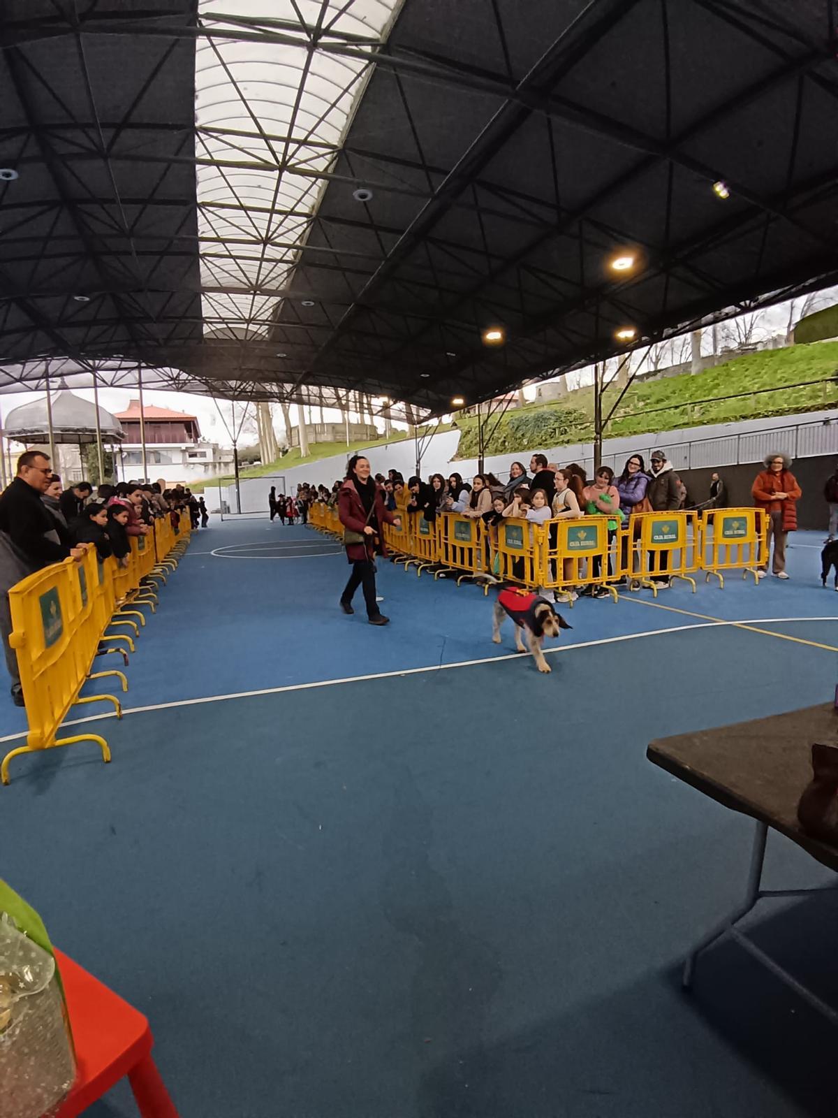 El desfile de mascotas de Grado, en imágenes