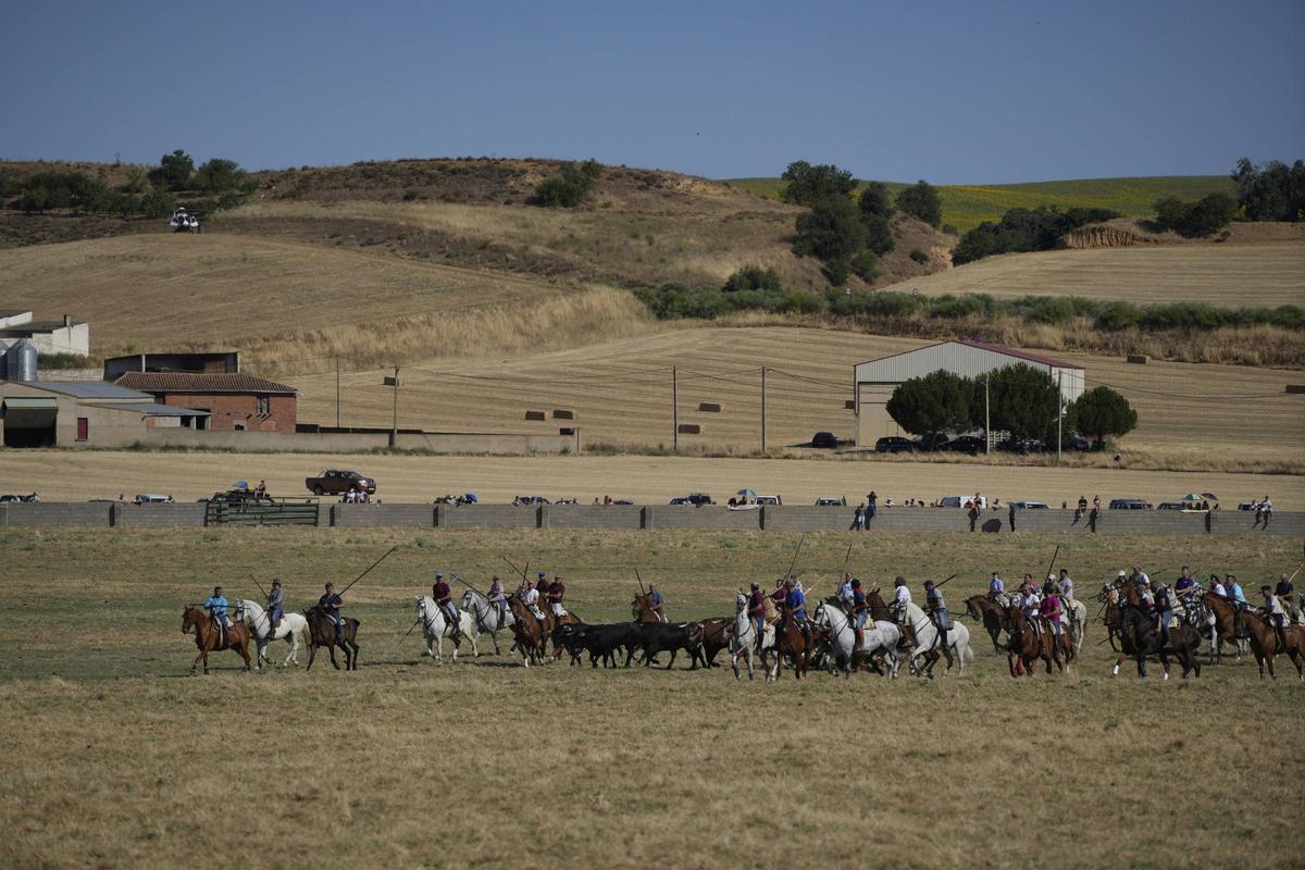 Tradición y espectación en el arranque de los espantes de Fuentesaúco Tradición y espectación en el arranque de los espantes de Fuentesaúco
