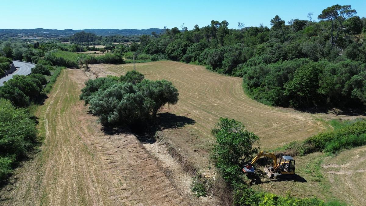 Limpieza y acondicionamiento de torrentes en una finca de Ibiza.
