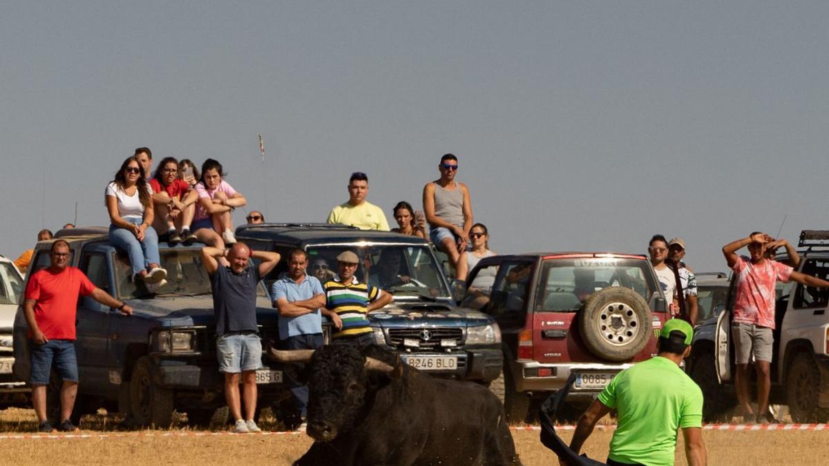 Un joven arrodillado torea a uno de los bóvidos del encierro de Villalpando. | José Luis Fernández