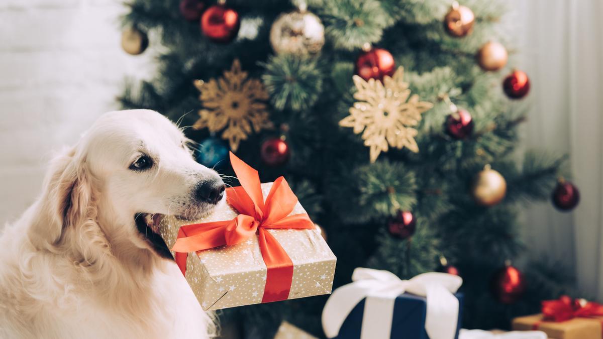 Regalos de Navidad para mascotas que adorarán los peluditos de la casa