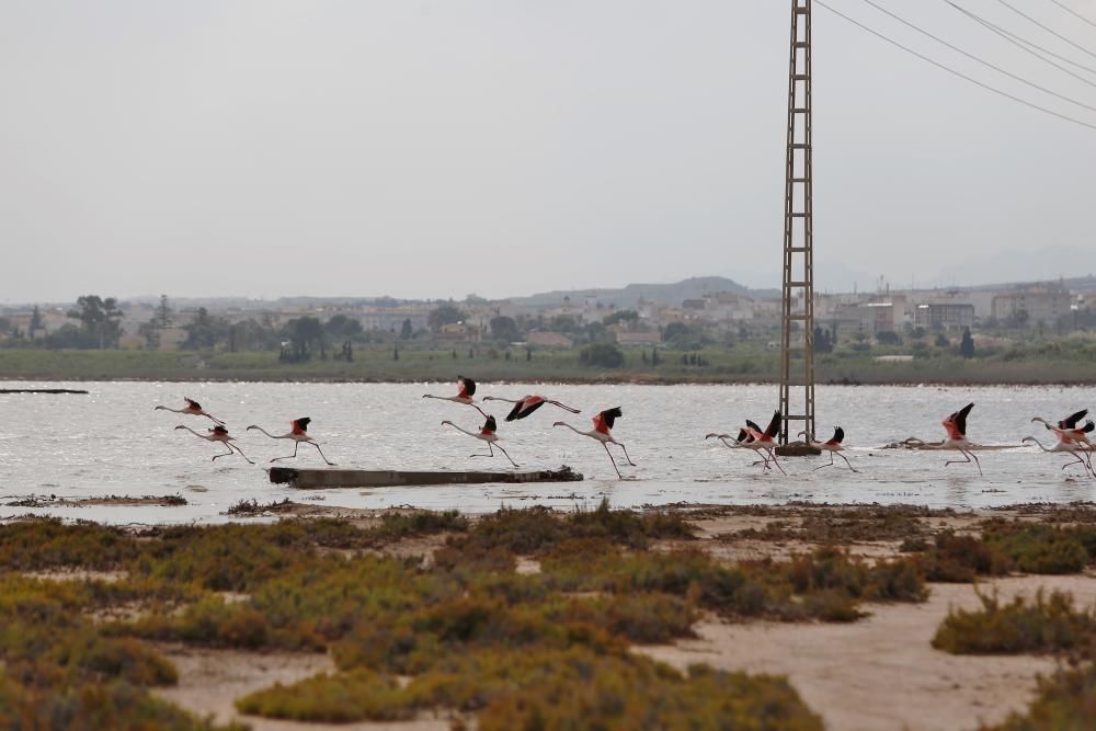 La laguna de Torrevieja acoge 1.500 ejemplares adultos de flamenco y han anidado esta primavera por primera vez en 37 años. Han nacido 600 pollos.