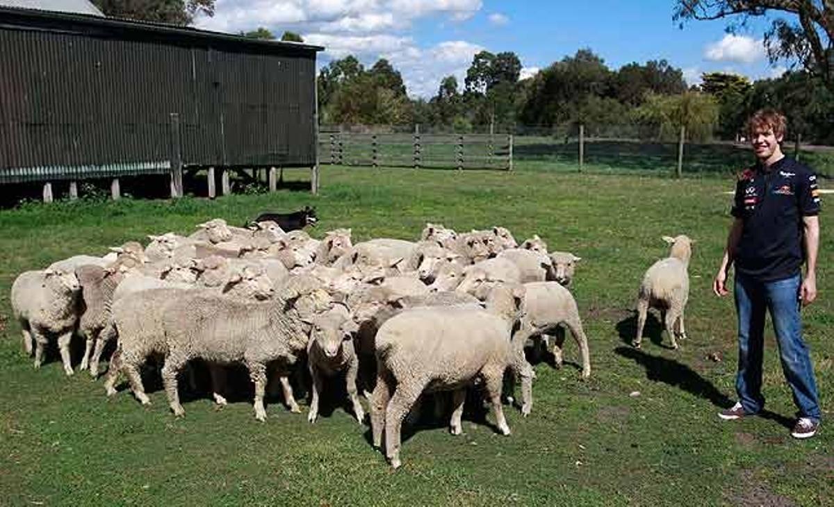El pilot de F1, l’alemany Sebastian Vettel, somriu al voltant d’un grup d’ovelles durant una sessió amb els mitjans en una granja a prop de Melbourne (Austràlia)