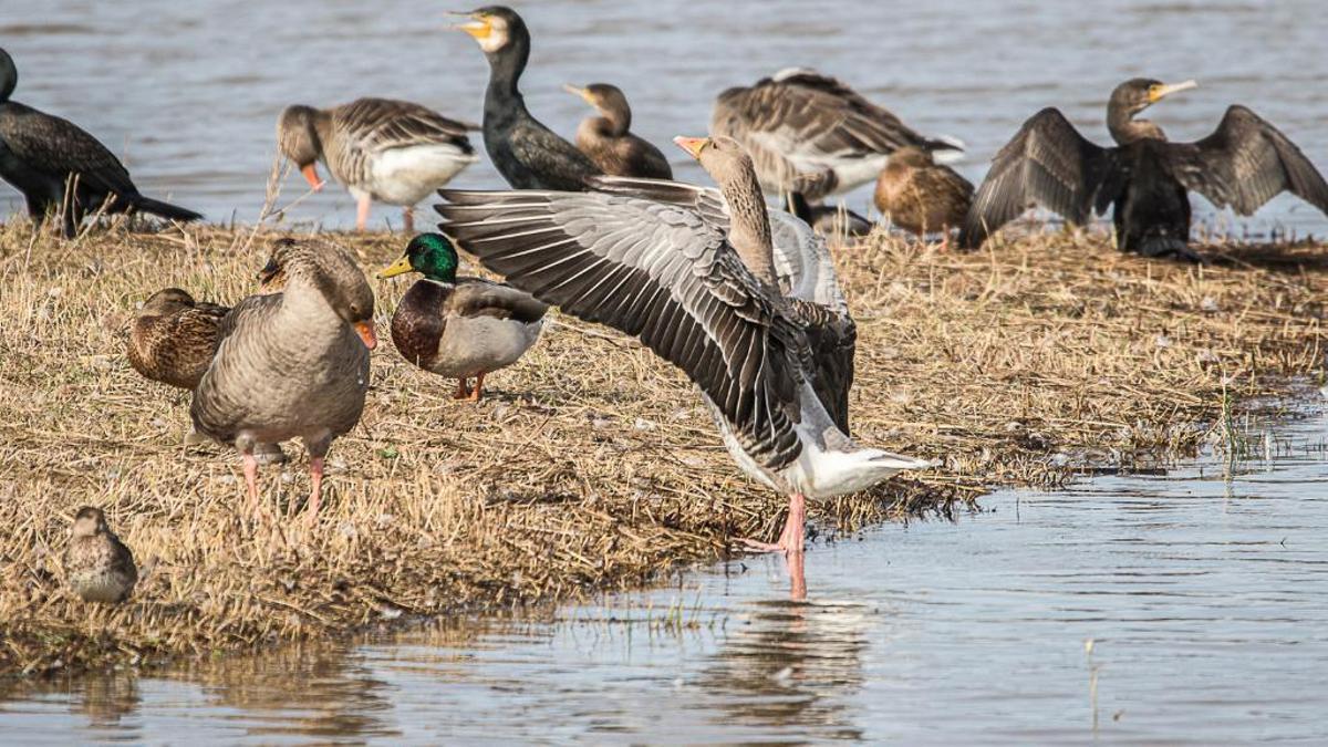 Dia Mundial dels Ocells al parc de l’Estany de la Murtra, a Viladecans.