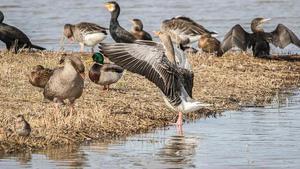 Dia Mundial dels Ocells al parc de l’Estany de la Murtra, a Viladecans.