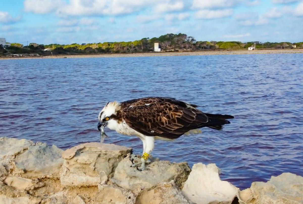Águila pescadora residente residente en Formentera. | GERARDO FERRERO