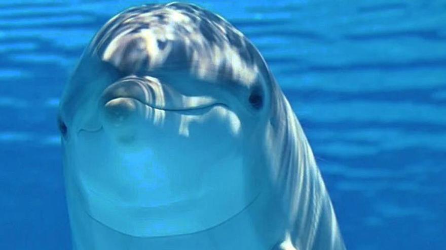 ¿A los mil delfines que mueren en España, que les den con ave...?