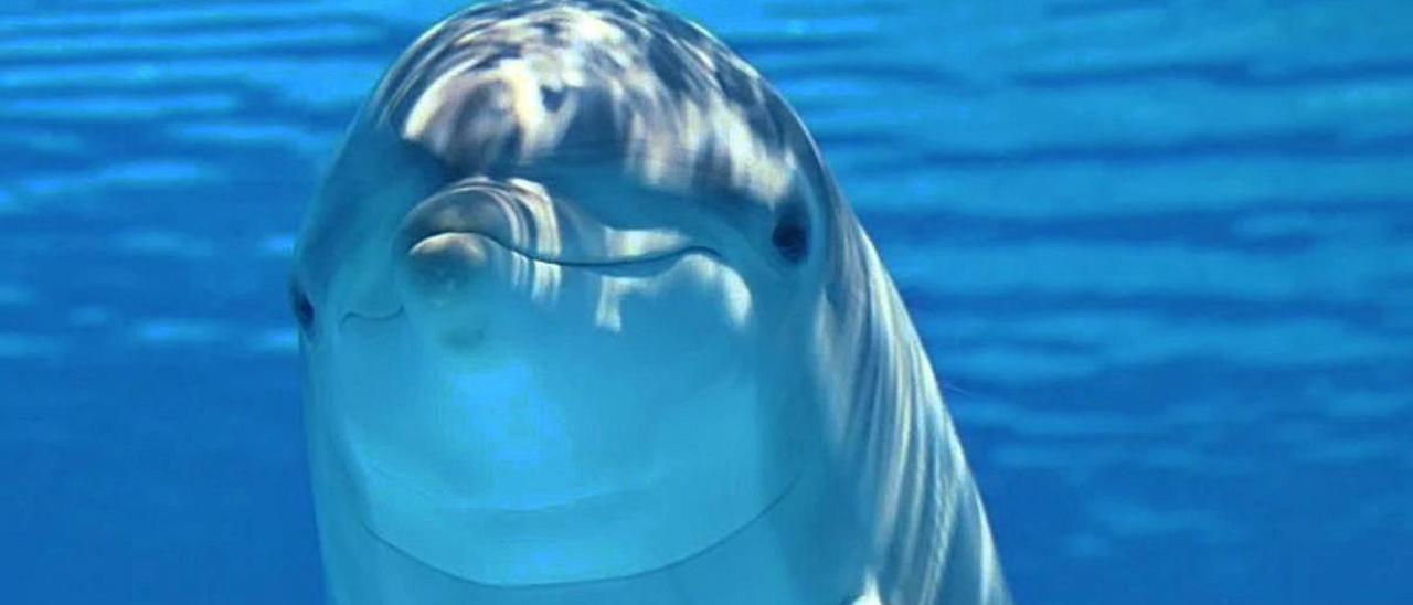 ¿A los mil delfines que mueren en España, que les den con ave...?