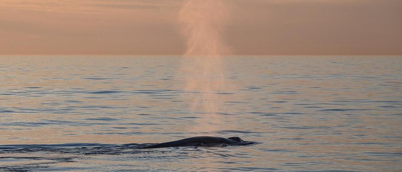 Una de las ballenas estudiadas la semana pasada.