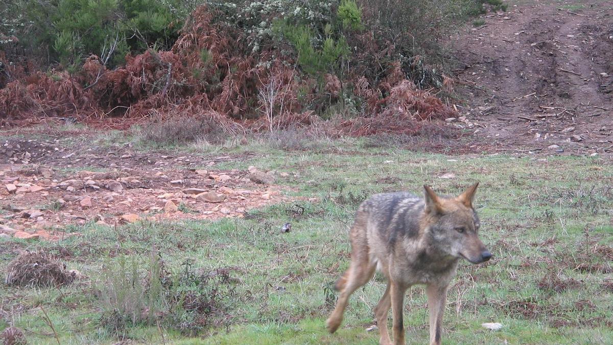 Un lobo en la Sierra de La Culebra