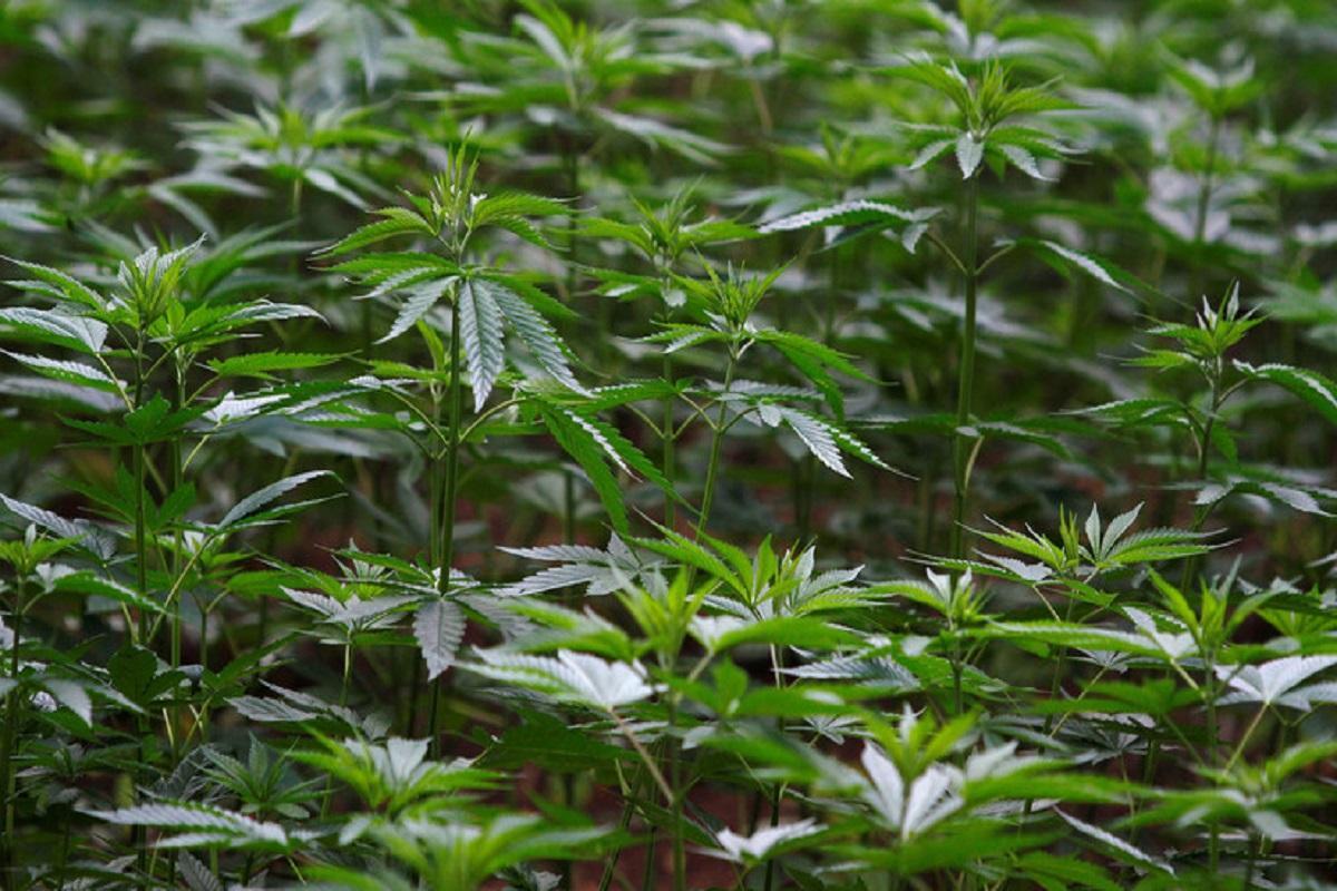 Un derivado del cannabis podría reducir los efectos del consumo del alcohol durante el embarazo.