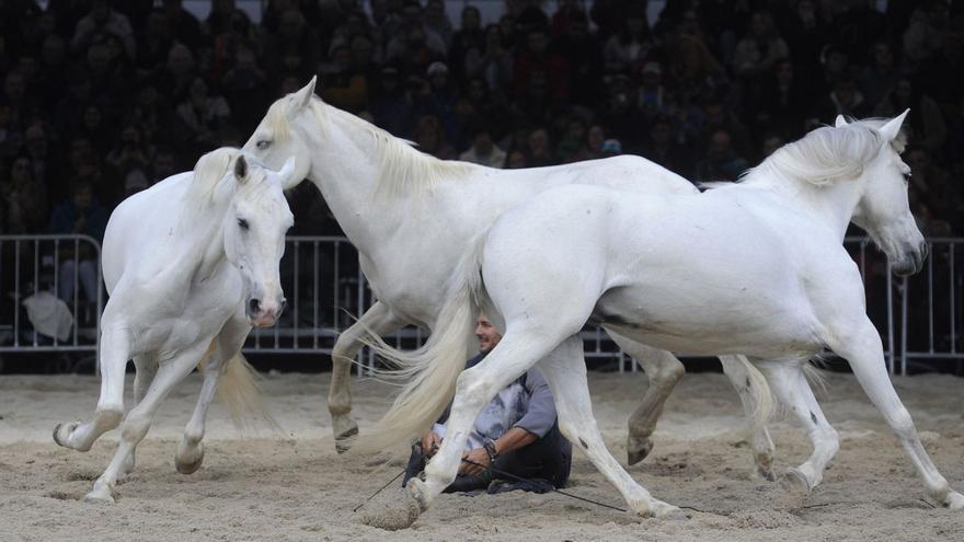 Paco Martos, rodeado por caballos, ayer en Lalín.