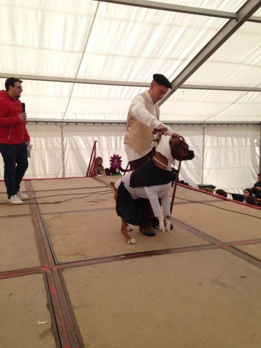 Carnaval en Toro: Concurso de mascotas