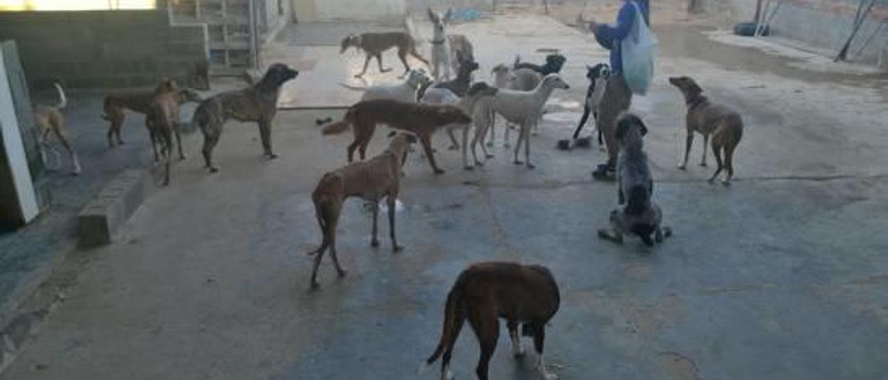 Una voluntaria con un grupo de canes en el espacio que utilizan como refugio de perros.