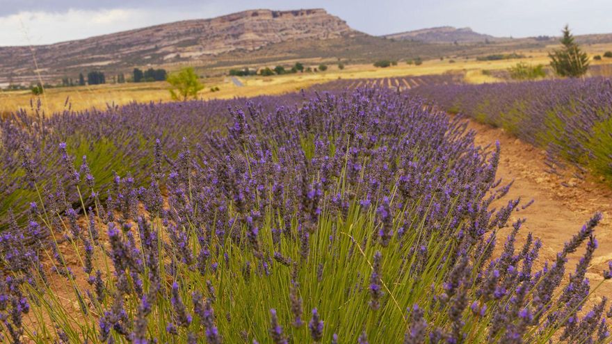 Un cultivo de lavandín en la zona de la comarca del Noroeste.