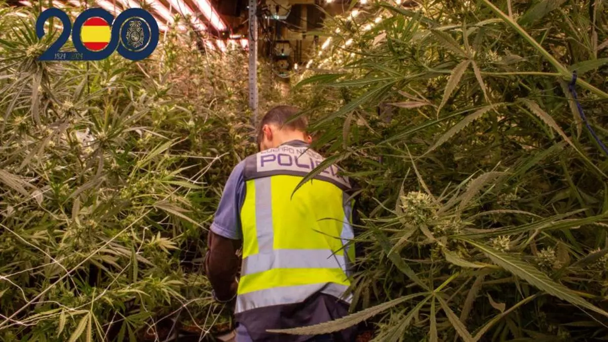 Desmantelan un importante cultivo con más de 2.000 plantas de marihuana en Torre Pacheco (Murcia)