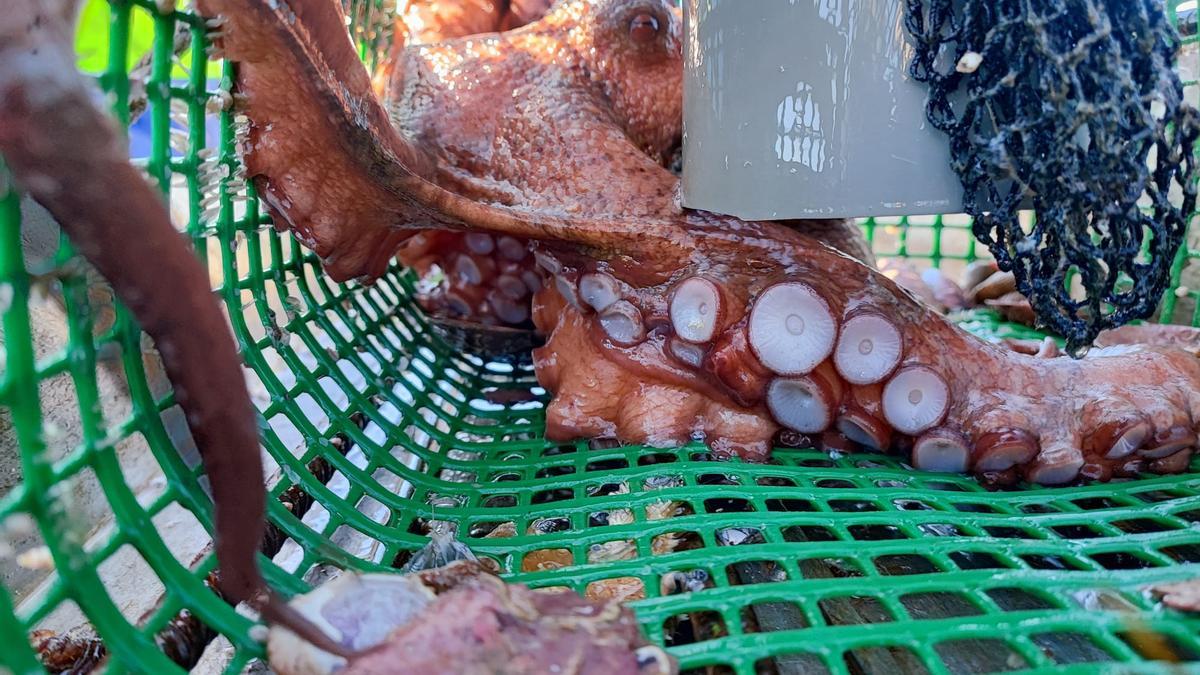 Pulpo atrapado en una nasa de pesca