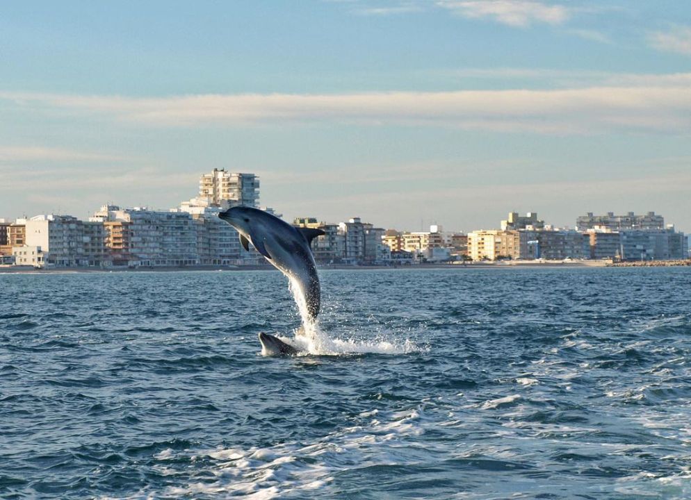 Las espectaculares imágenes de delfines frente a El Perelló