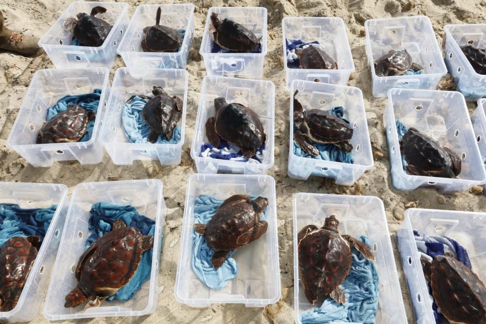 Liberadas 26 tortugas ibicencas en ses Salines